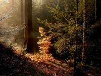 Pfälzer Wald